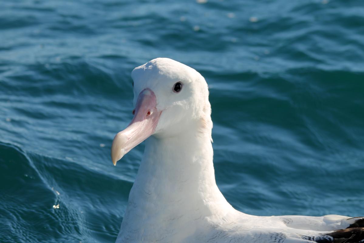 Wandering Albatross (Diomedea exulans)
